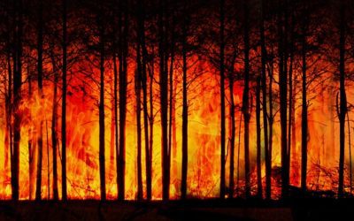Incêndios Florestais – Ações para evitar autuações e outras consequências
