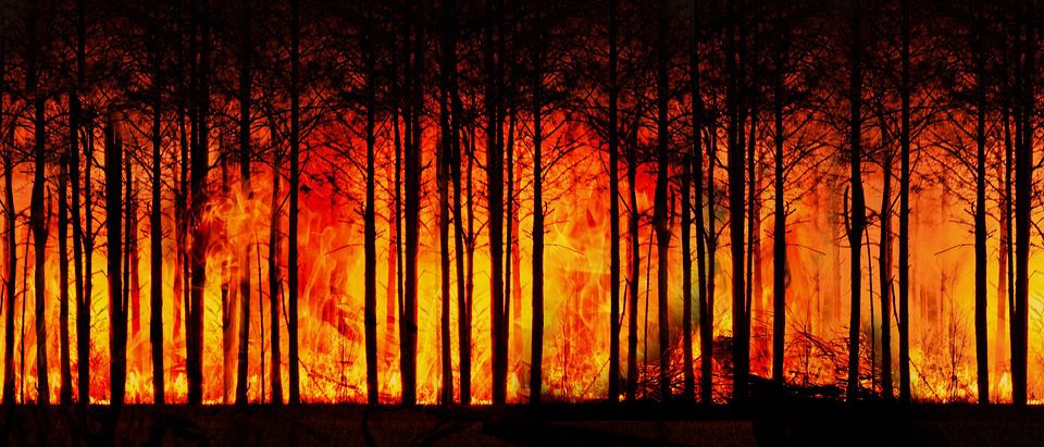 Incêndios Florestais – Ações para evitar autuações e outras consequências