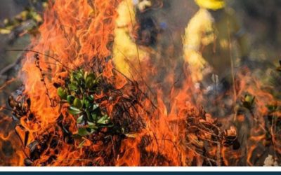 Incêndios Florestais em Minas Gerais superam média histórica